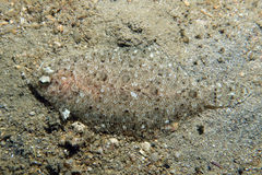 Imperial Scaldfish photo 4