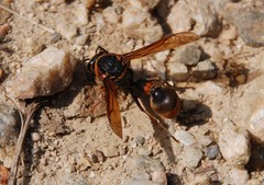 Oreumenes decoratus