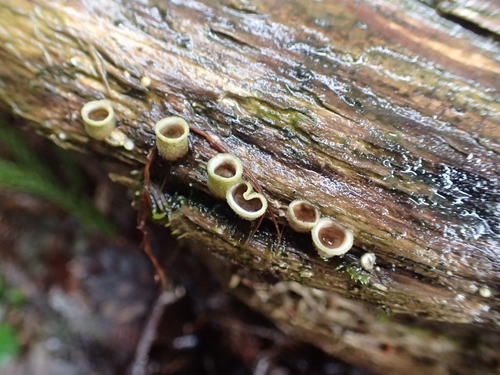 Nidula niveotomentosa