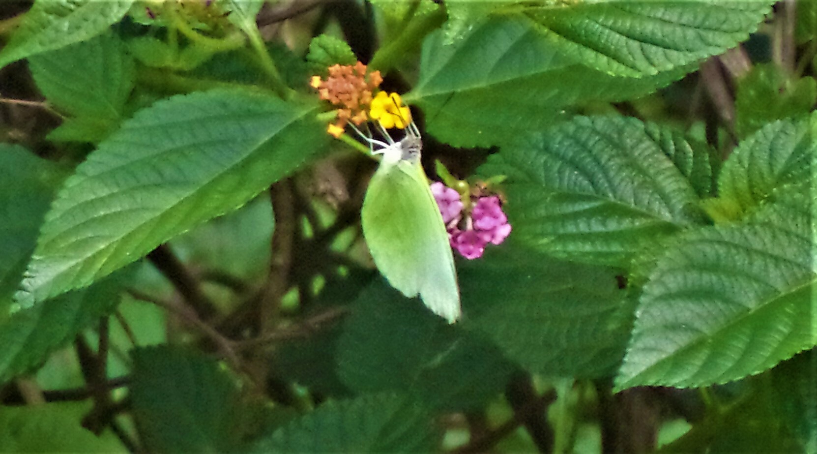 Lemon Emigrant