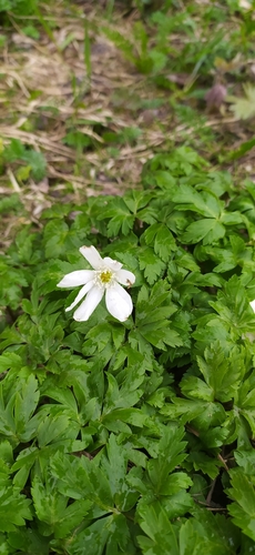 Image of Altaic Anemone (Anemonoides altaica) by no rights reserved