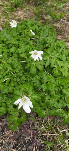 Image of Altaic Anemone (Anemonoides altaica) by no rights reserved