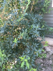 Forsythia × intermedia