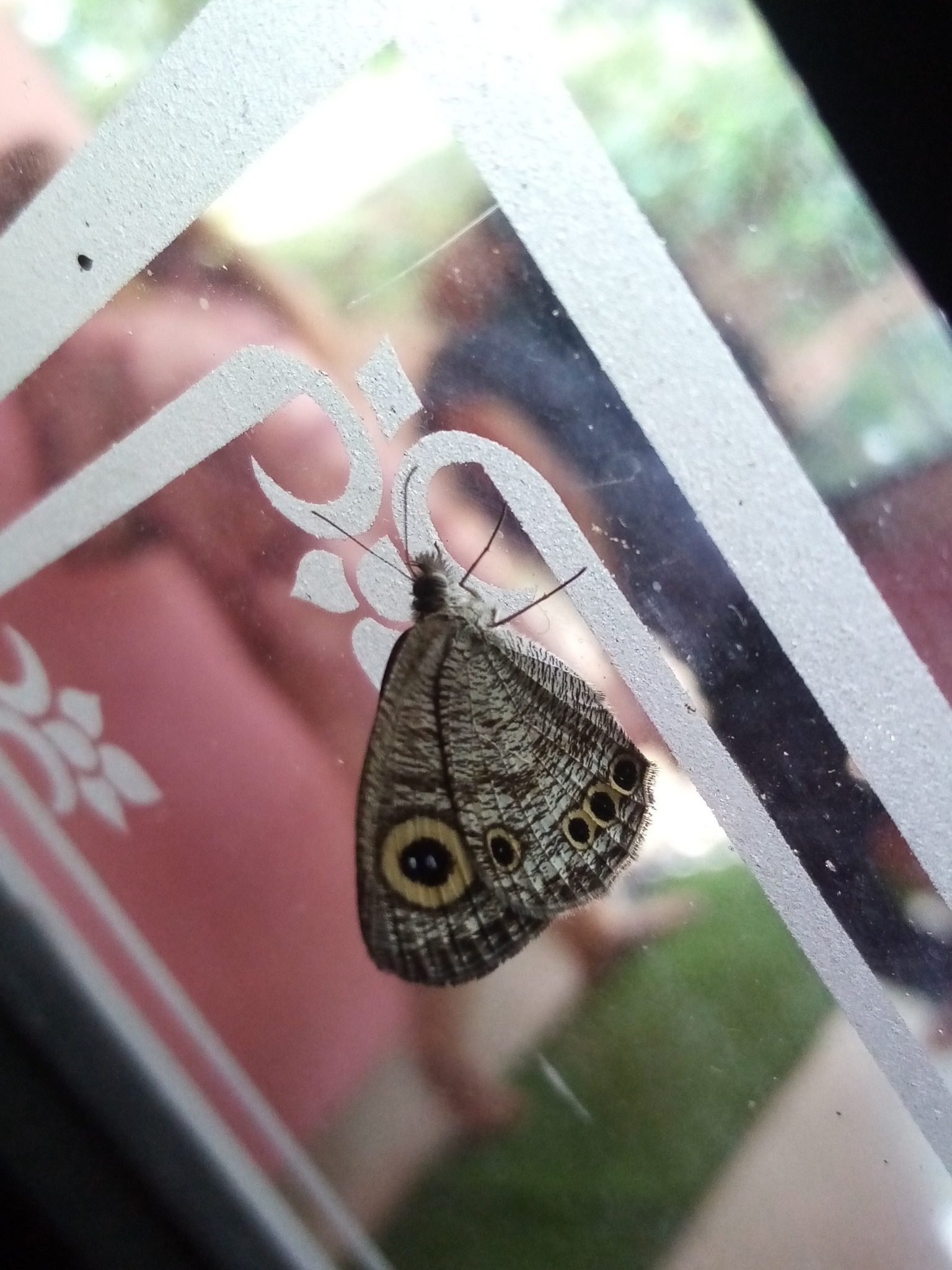 Common Four-Ring