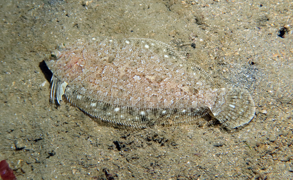 Imperial scaldfish (Arnoglossus imperialis) — Bothidae