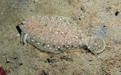 Imperial scaldfish (Arnoglossus imperialis) — Bothidae