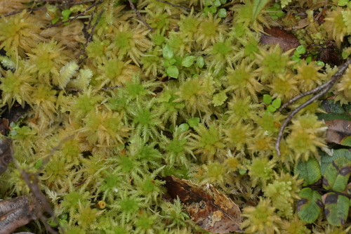 Image of Sphagnum cristatum by (c) Christopher Stephens, some rights reserved (CC BY-SA)