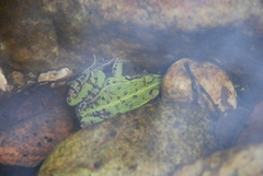 Pelophylax nigromaculatus
