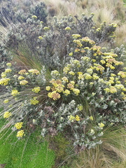Monticalia andicola