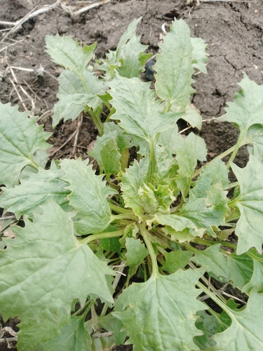 Morango silvestre