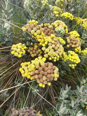 Monticalia andicola