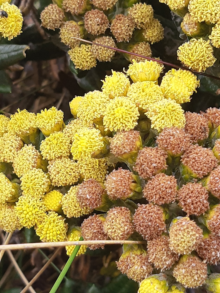 Monticalia andicola