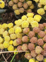 Monticalia andicola