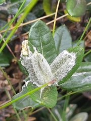 Monticalia andicola