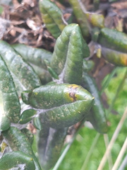 Monticalia andicola