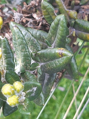 Monticalia andicola
