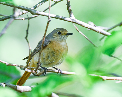 Colirrojo real (Phoenicurus phoenicurus)