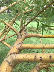 Magnoliopsida