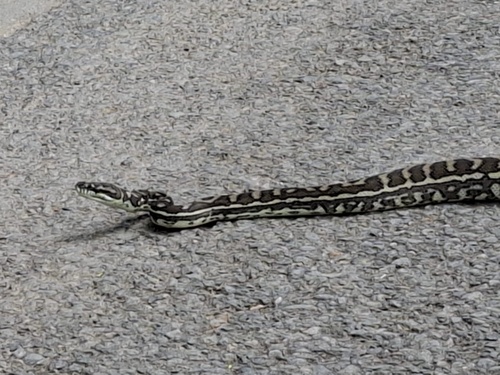 Coastal Carpet Python sighting