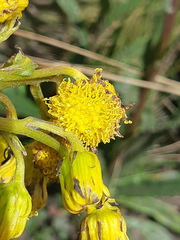 Senecio chionogeton