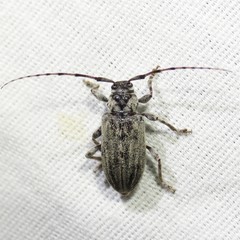 Glaucotes yuccivorus