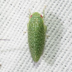 Rugosana