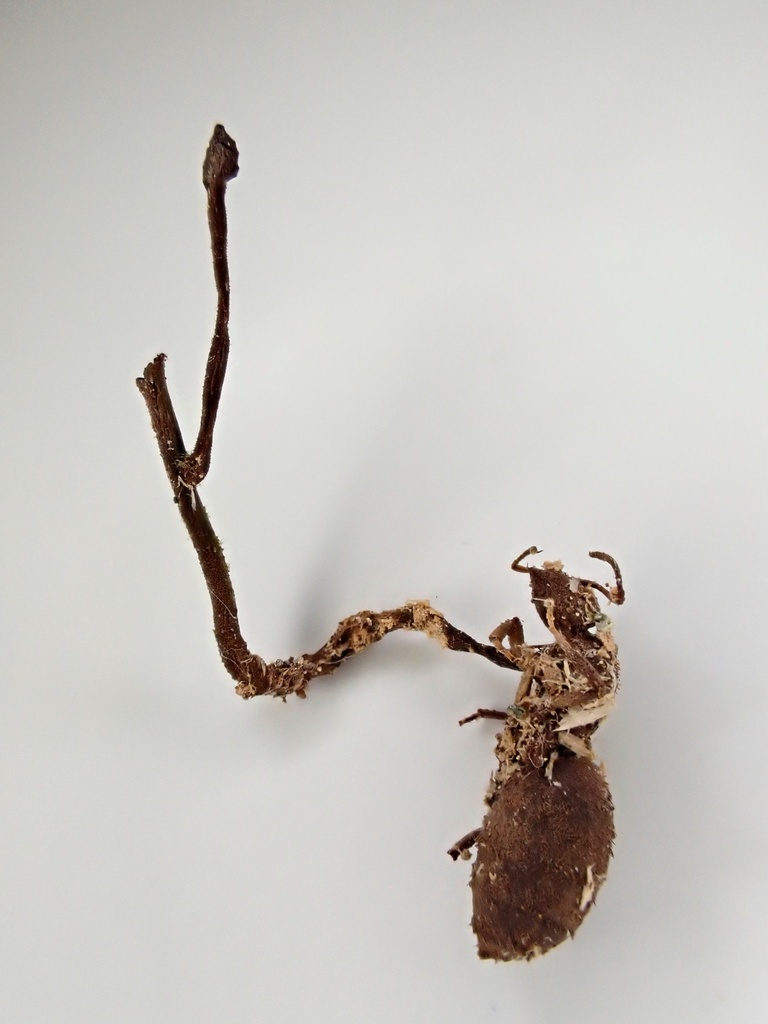 Cordyceps myrmecogena