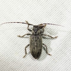 Glaucotes yuccivorus