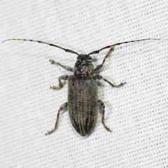 Glaucotes yuccivorus