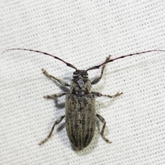 Glaucotes yuccivorus