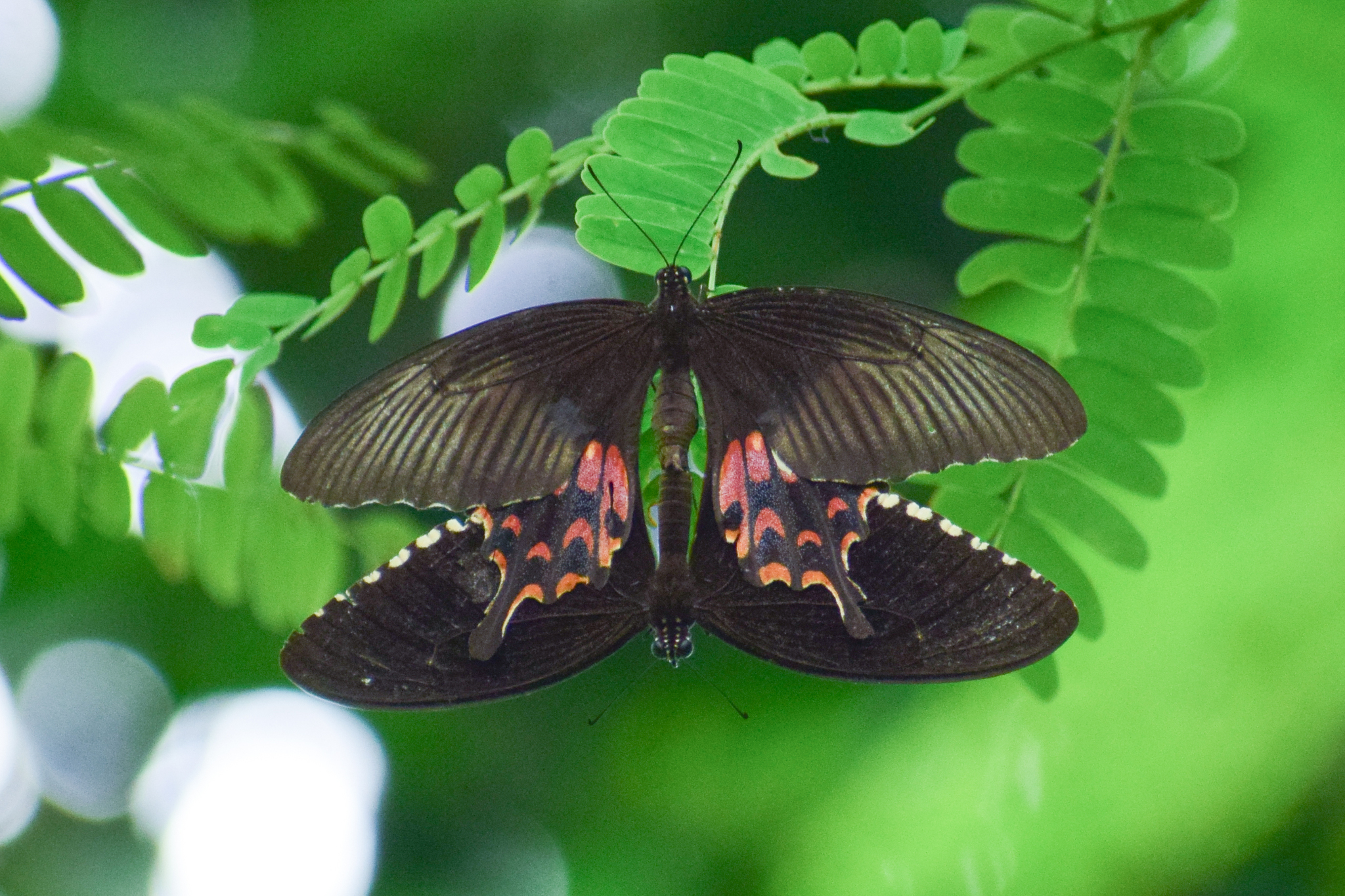 Common Mormon