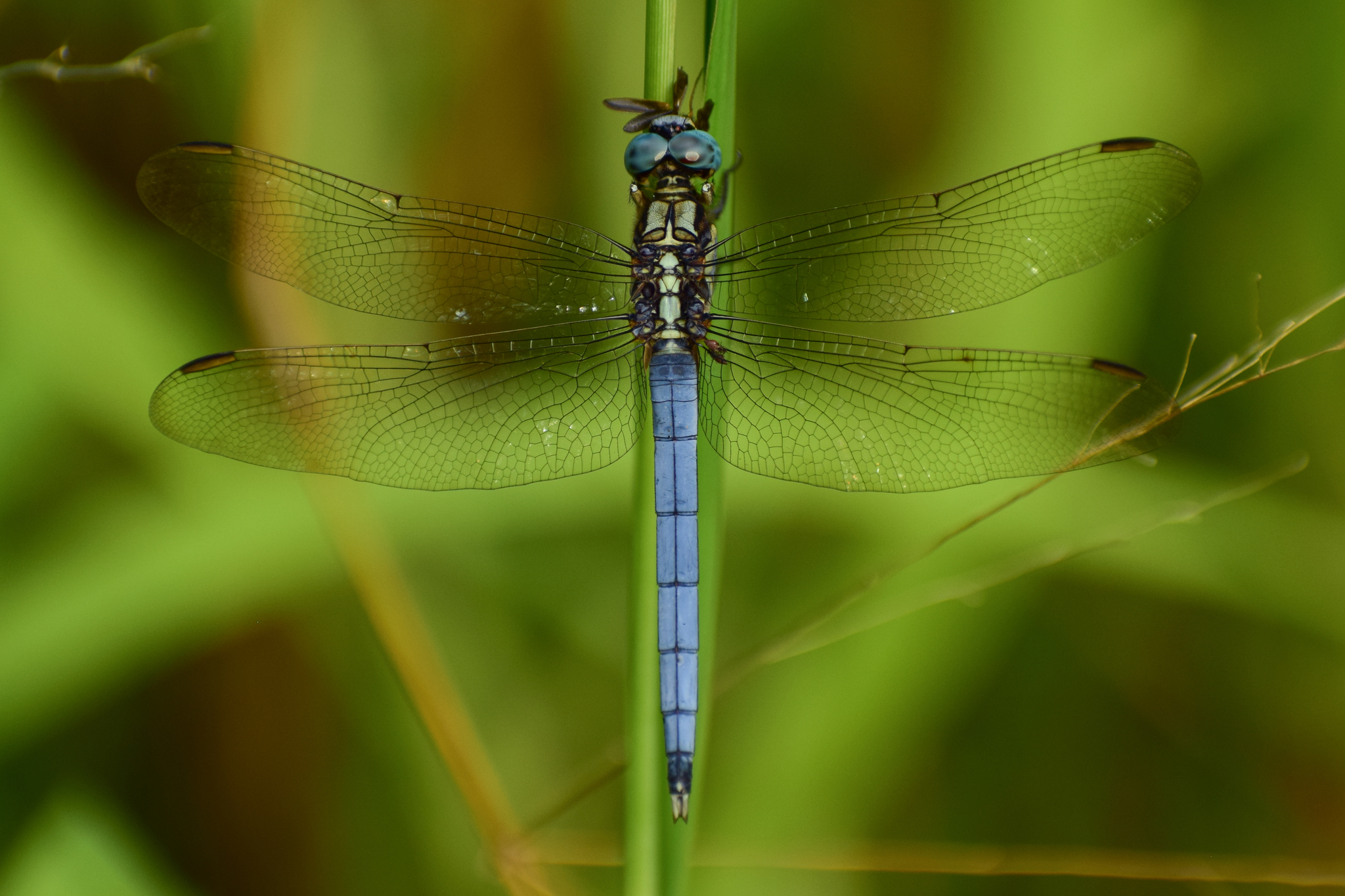 Marsh Skimmer