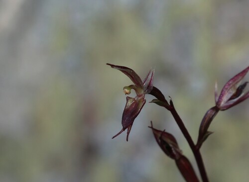 Image of Acianthus exsertus by (c) Greg Tasney, some rights reserved (CC BY-SA)