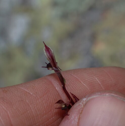 Image of Acianthus exsertus by (c) Greg Tasney, some rights reserved (CC BY-SA)
