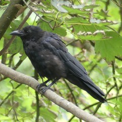 Corvus corone