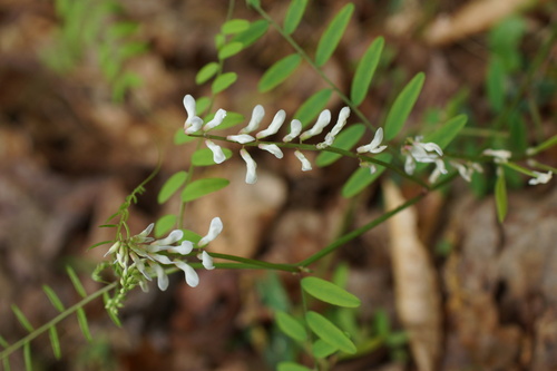 Image of Vicia caroliniana by (c) Lyrae, some rights reserved (CC BY)