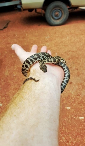 Spotted Python sighting