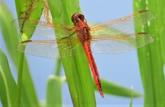 Libellula auripennis