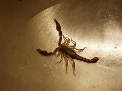 Pseudouroctonus reddelli