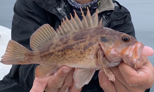 Brown Rockfish