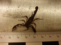 Pseudouroctonus reddelli