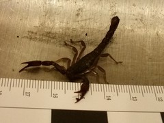 Pseudouroctonus reddelli