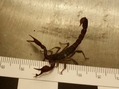 Pseudouroctonus reddelli