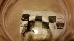 Pseudouroctonus reddelli