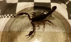 Pseudouroctonus reddelli