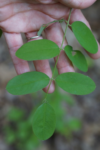 Image of Robinia hispida by (c) Lyrae, some rights reserved (CC BY)