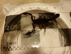 Pseudouroctonus reddelli