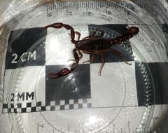 Pseudouroctonus reddelli
