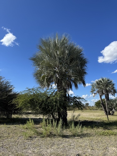 Makalani Palm