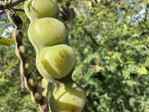 Egyptian acacia